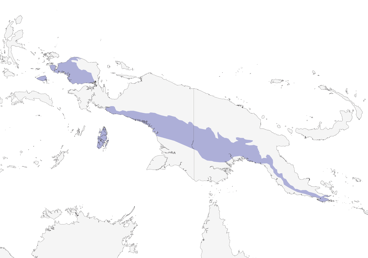 Pitohui variabile meridionale, Distribuzione 1