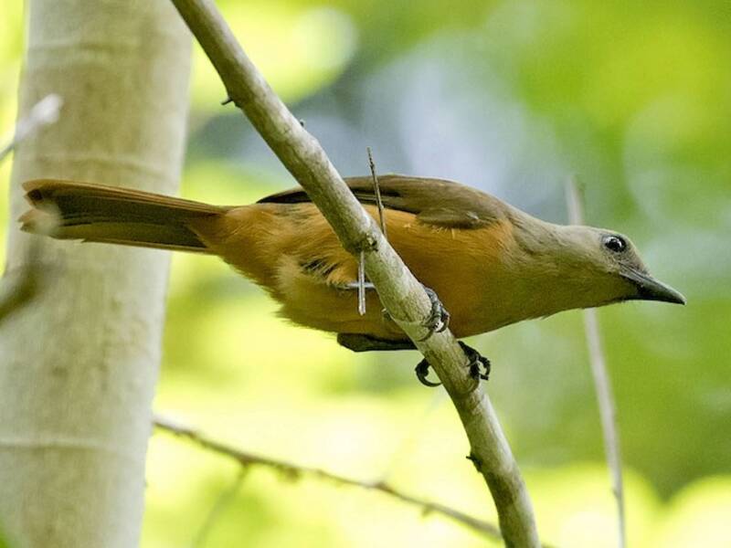 Pitohui de Raja Ampat, Fotos 3