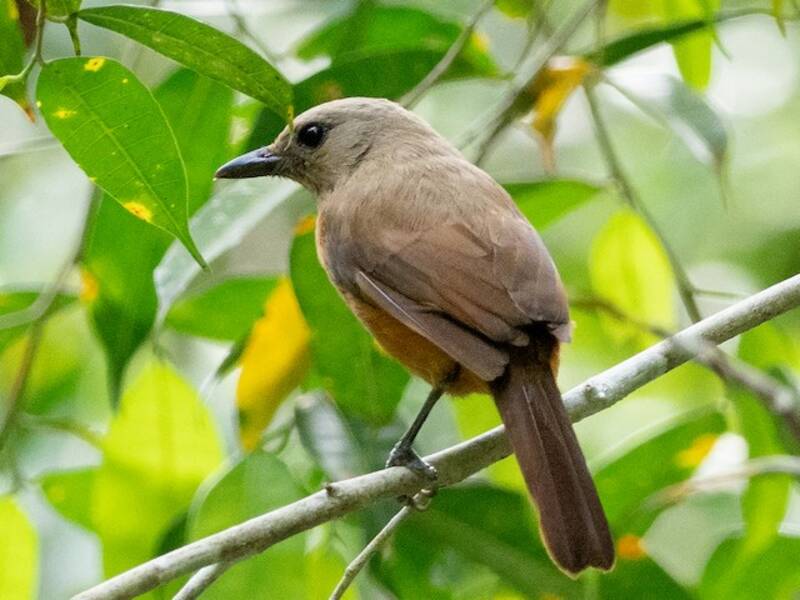 Pitohui de Raja Ampat, Fotos 4