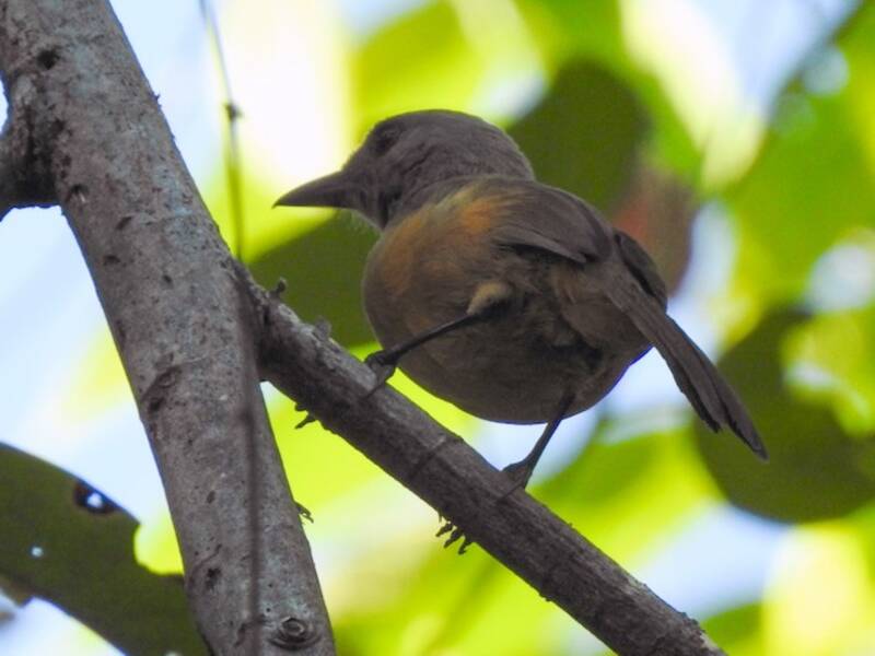 Pitohui de Raja Ampat