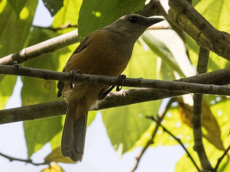 Pitohui de Raja Ampat, Fotos 2