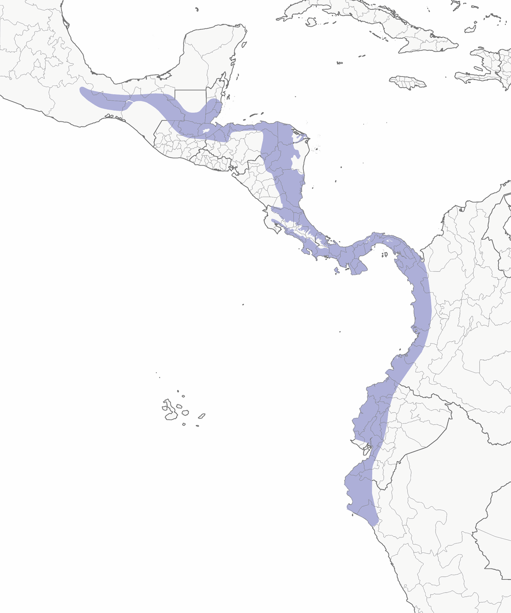 Sporophile variable, Distribution 1