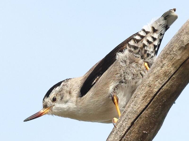 Sittella varia, Foto 4