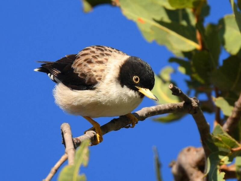 Sittella varia, Foto 2