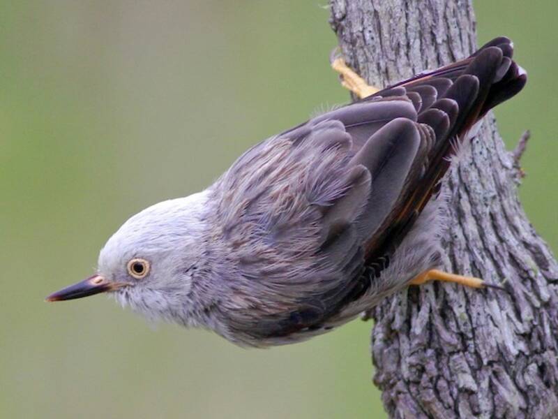 Varied Sittella (Daphoenositta chrysoptera)