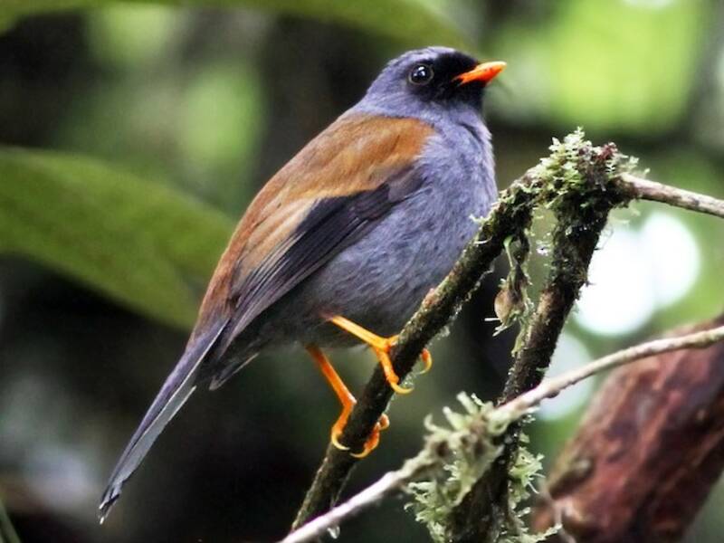 Solitario variopinto, Foto 3