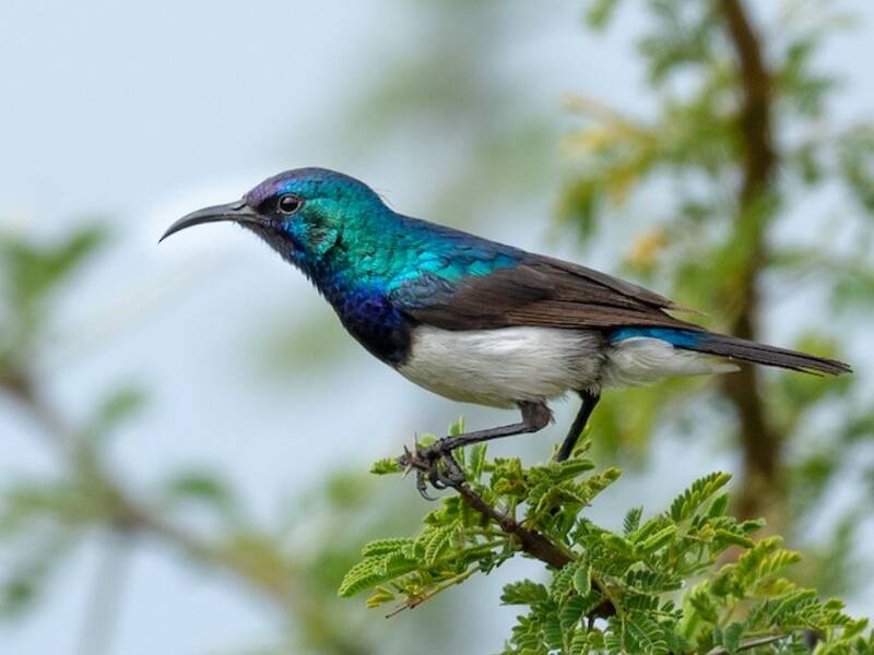 Variable Nektarvogel, Fotos 3