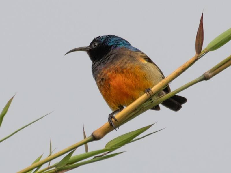 Variable Nektarvogel, Fotos 4