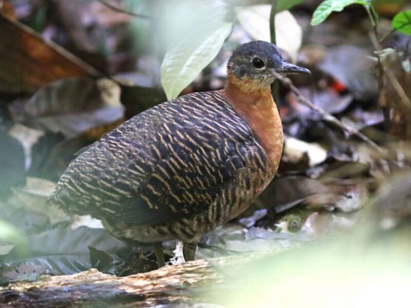 Tinamou varié, Photos 2