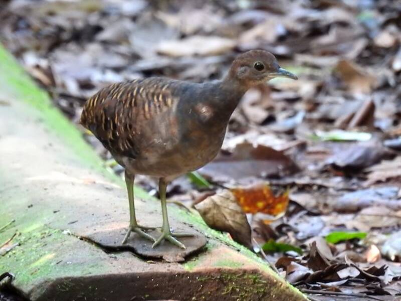Tinamou varié, Photos 4