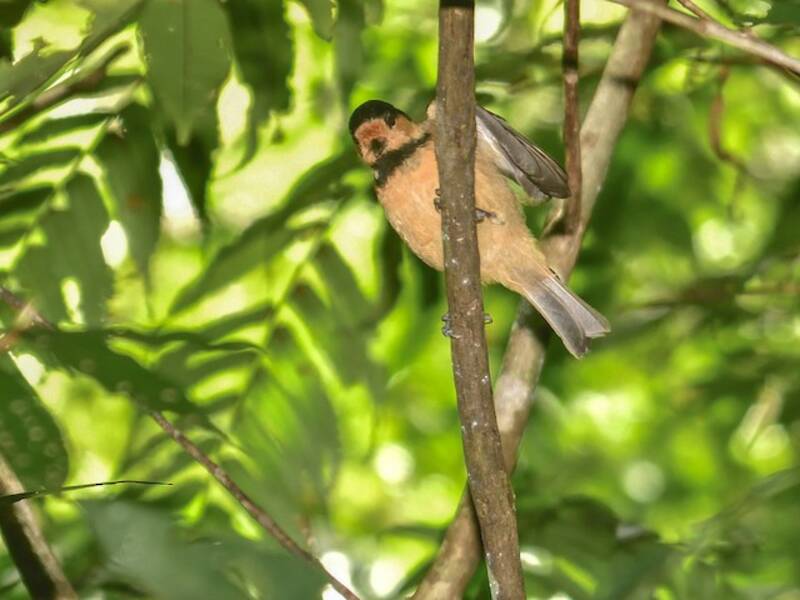 Carbonero de Iriomote, Fotos 4