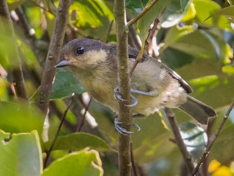 Iriomote Tit