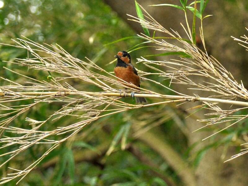 Mésange d'Owston, Photos 3