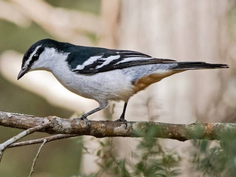 Varied Triller, Photos 2