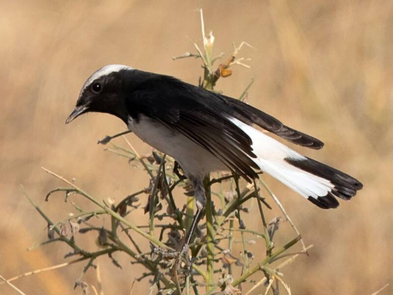 Variable Wheatear