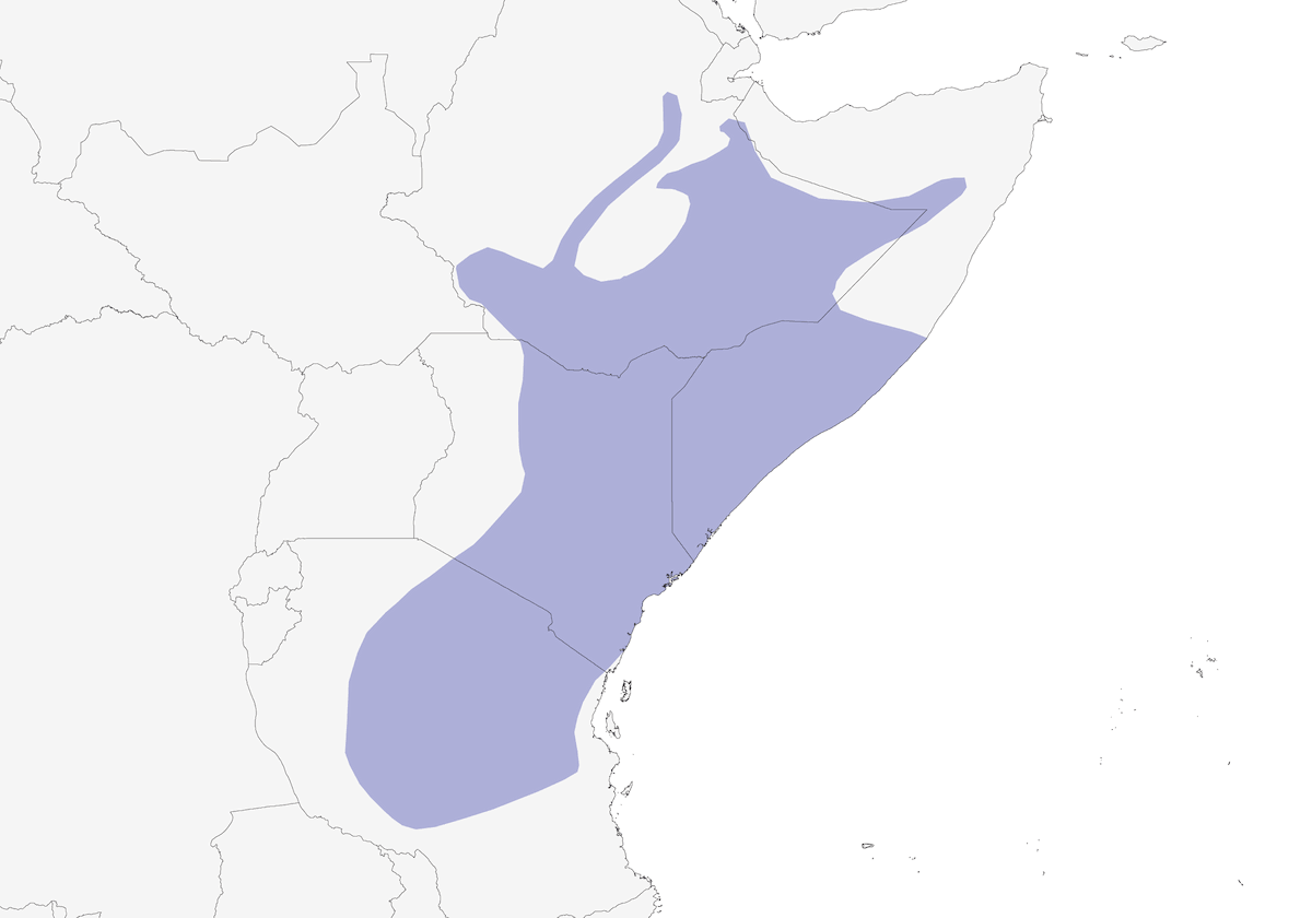 Cálao de Von der Decken, Distribución 1