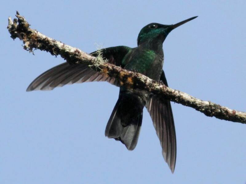 Velvet-browed Brilliant, 照片 4