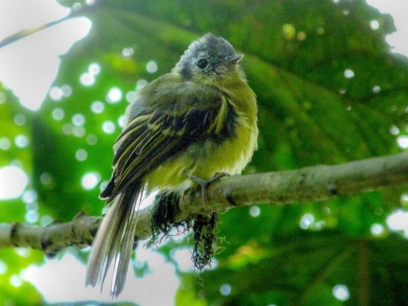 Venezuela-Haubentyrann, Fotos 2