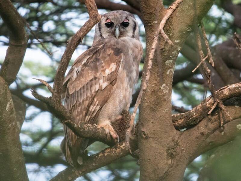 Verreaux's Eagle-Owl (Ketupa lactea)
