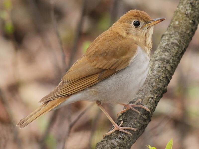 Tordo piro-piro, Foto 3