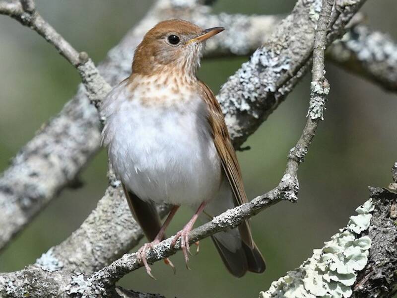 Tordo piro-piro, Foto 2
