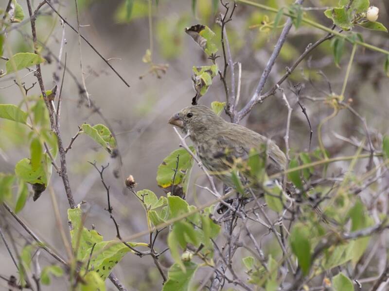 Vegetarian Finch (Platyspiza crassirostris)
