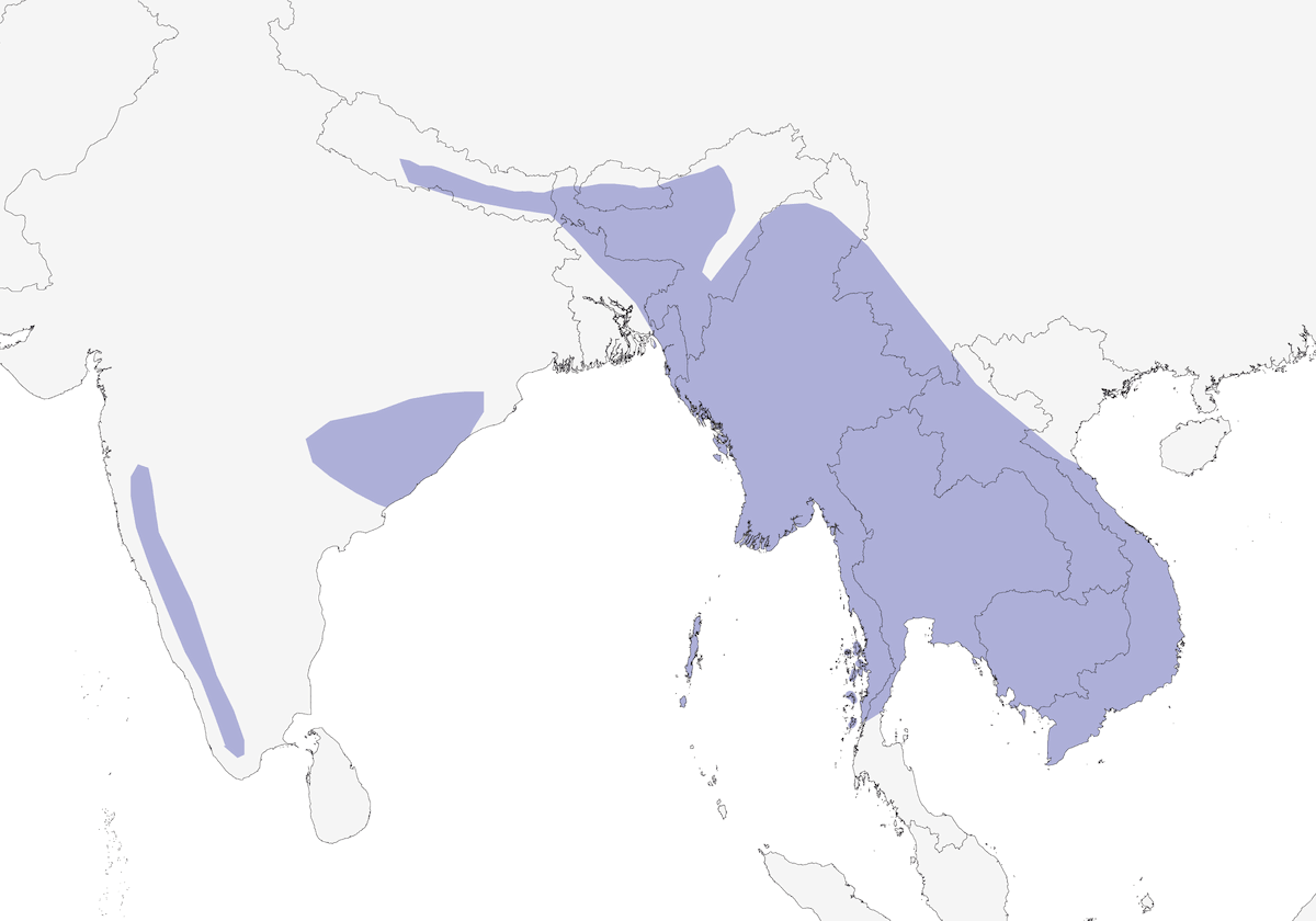 Lorito Colgante Vernal, Distribución 1