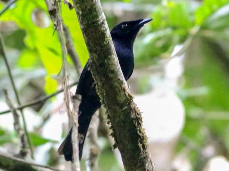 Velvet Flycatcher, 照片 2