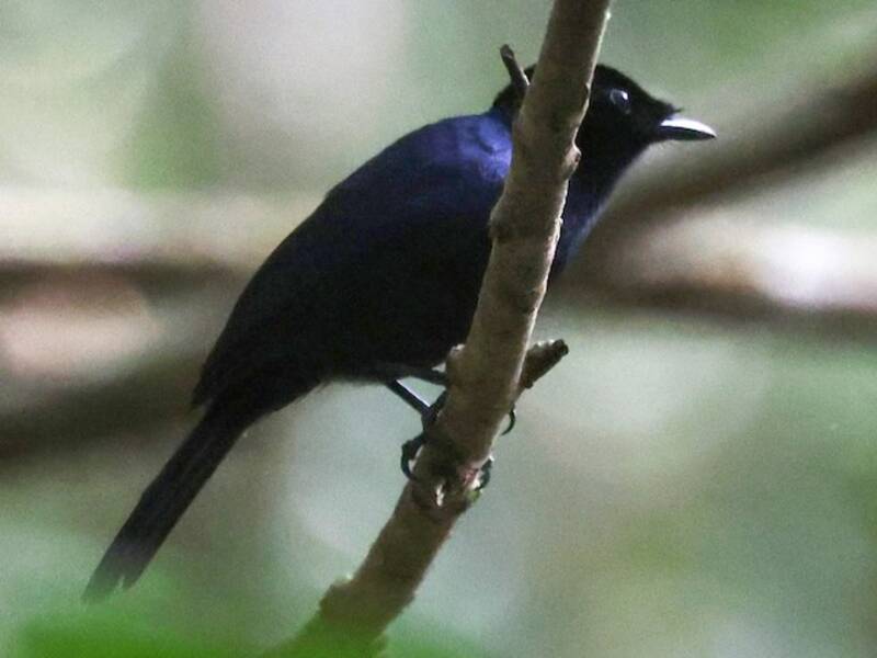 Velvet Flycatcher