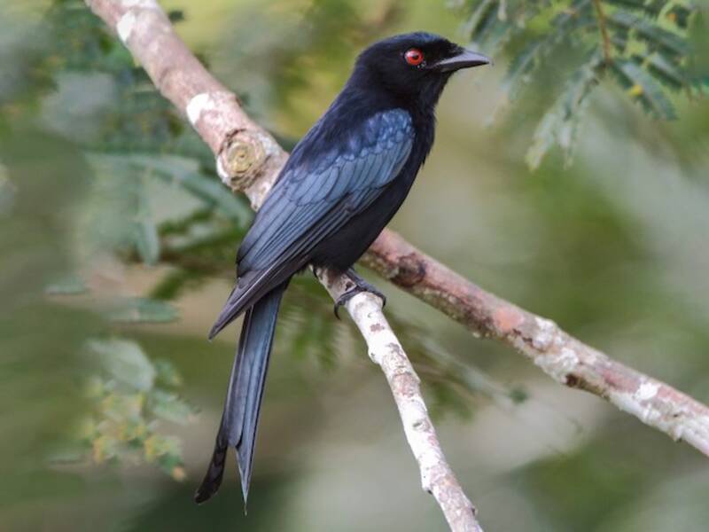 Velvet-mantled Drongo, Photos 4