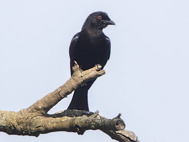 Velvet-mantled Drongo, Photos 2