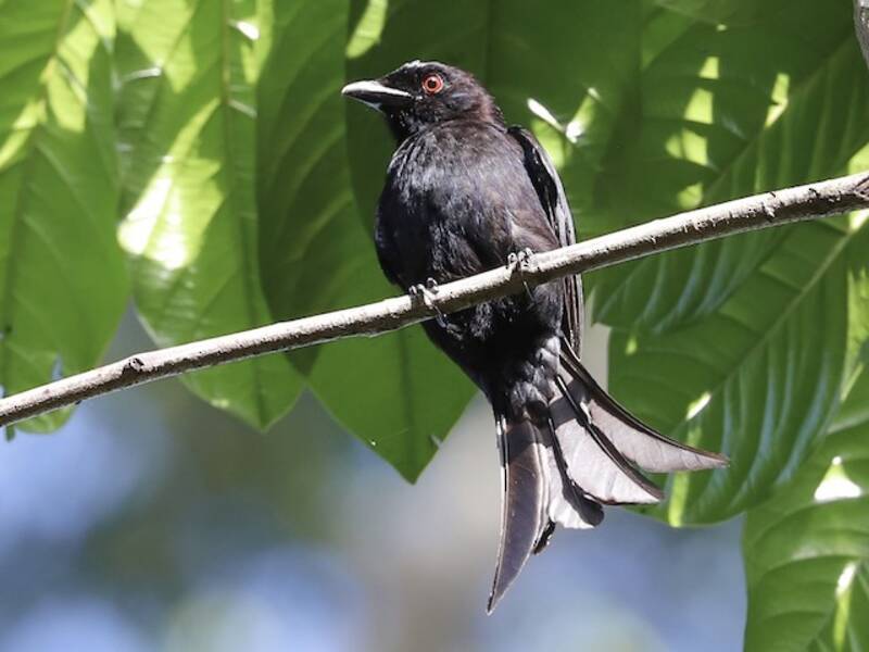 Velvet-mantled Drongo, Photos 3