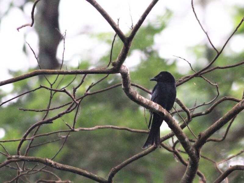 Velvet-mantled Drongo, Photos 1