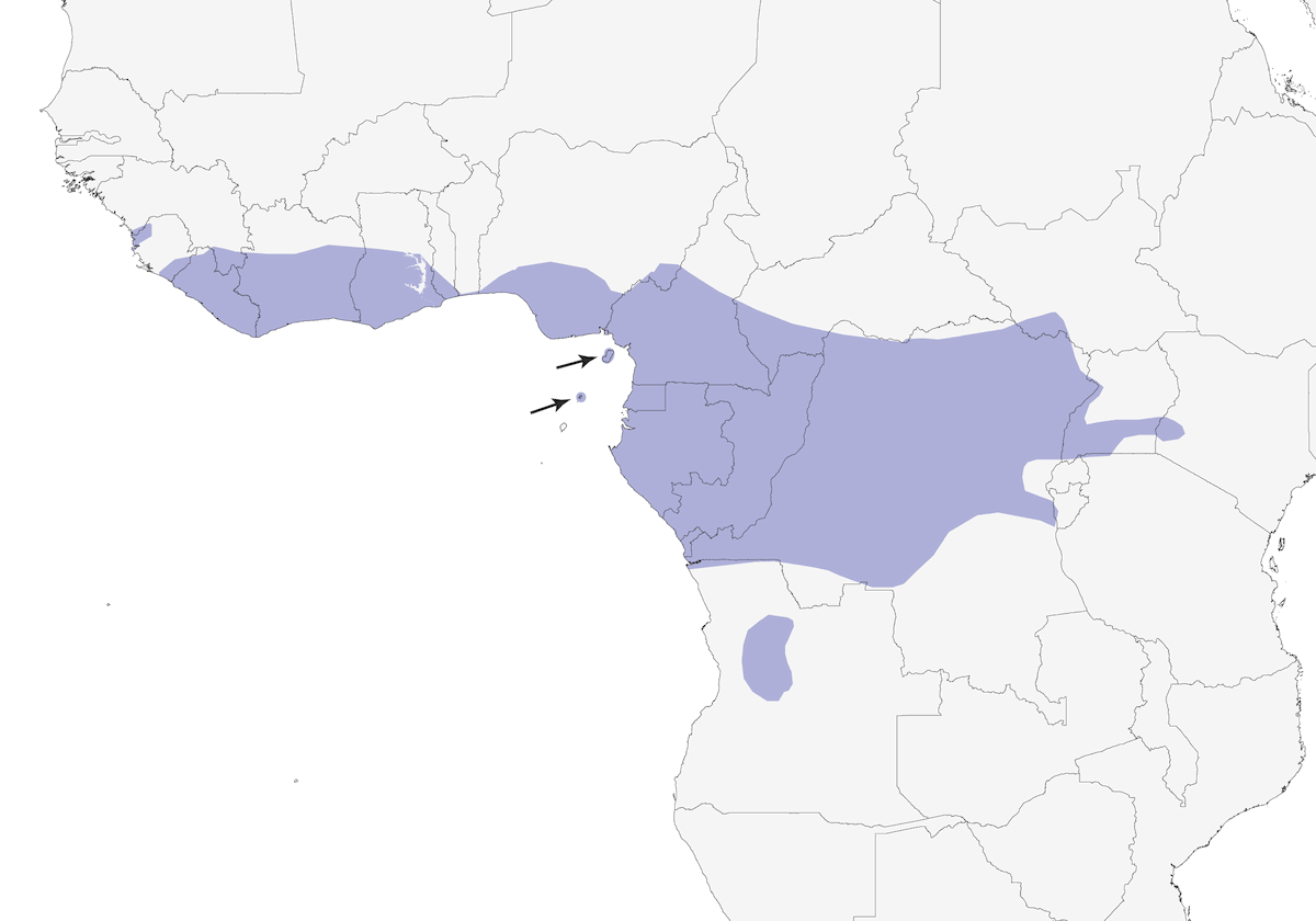 Velvet-mantled Drongo, Distribution 1