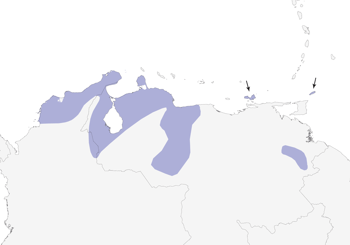 Pigliamosche del Venezuela, Distribuzione 1