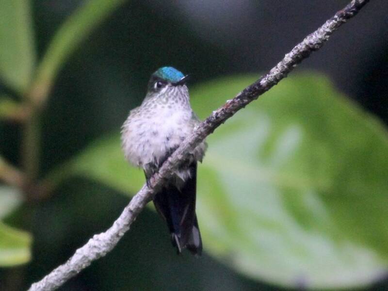 Venezuelan Sylph