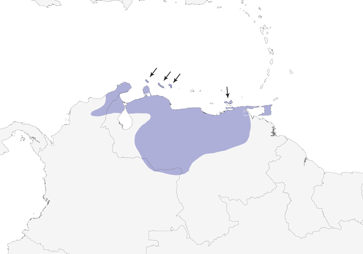 Ittero venezuelano, Distribuzione 1