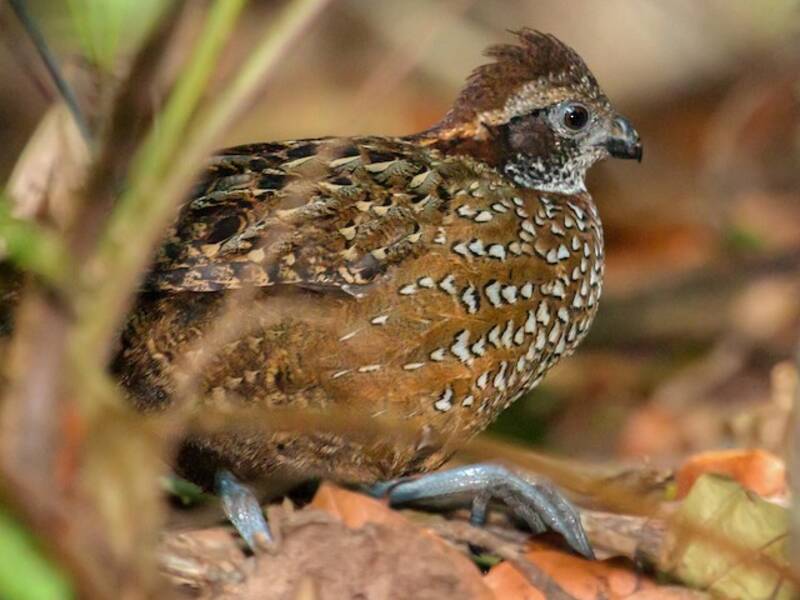 Venezuelan Wood-Quail, 照片 3