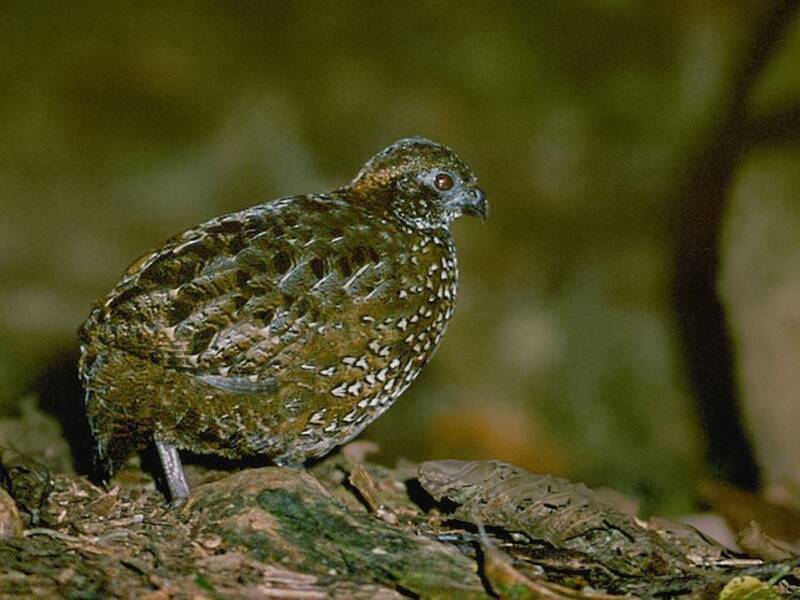 Venezuelan Wood-Quail, 照片 2