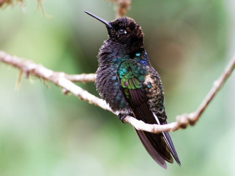 Velvet-purple Coronet