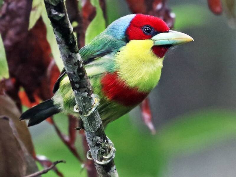 Versicolored Barbet