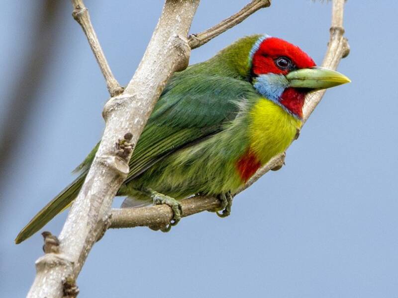 Versicolored Barbet, 照片 3