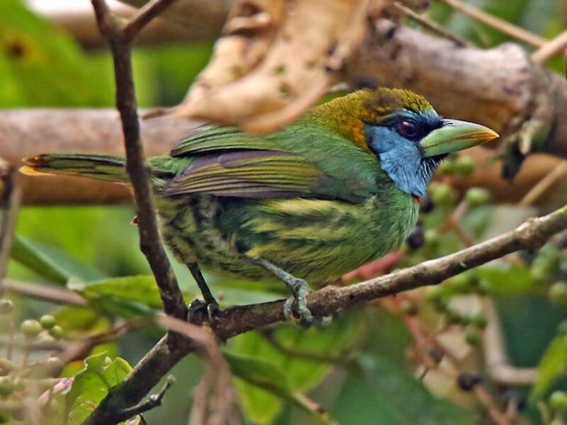 Versicolored Barbet, 照片 2