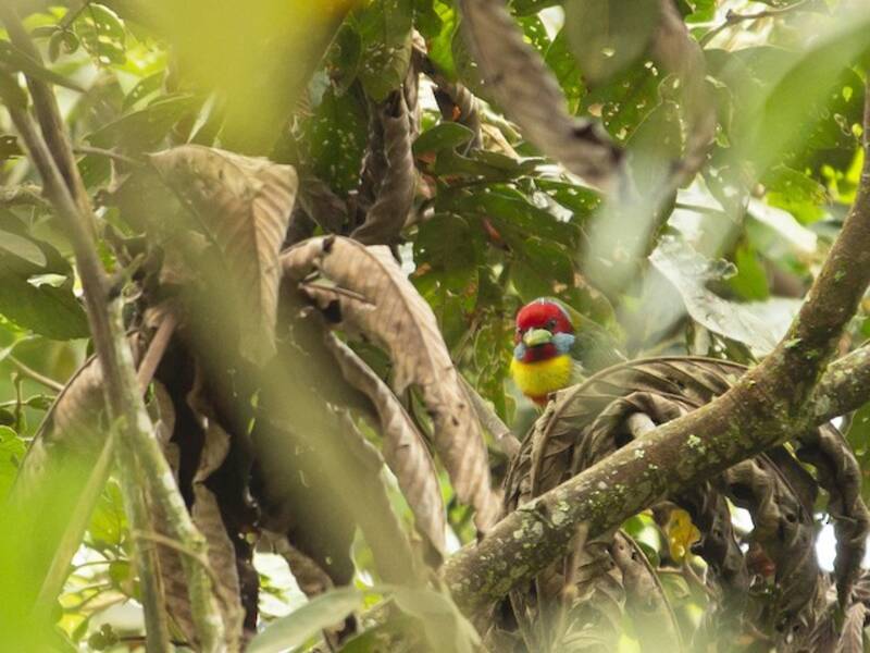 Versicolored Barbet, 照片 4