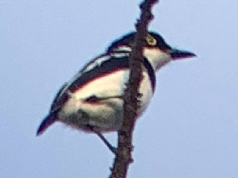 Verreaux's Batis, Photos 2