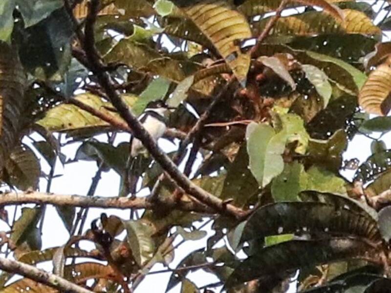 Verreaux's Batis, Photos 4