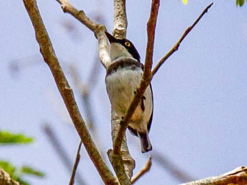 Verreaux's Batis, Photos 3