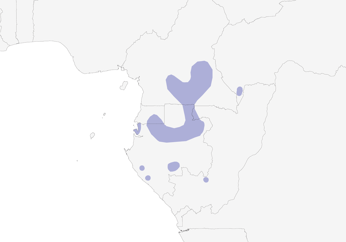 Verreaux's Batis, Distribution 1