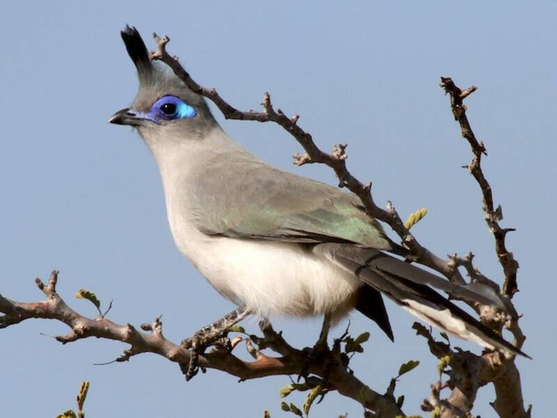 Verreaux's Coua, Photos 2