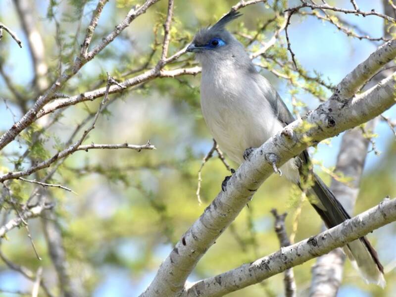 Verreaux's Coua, Photos 3